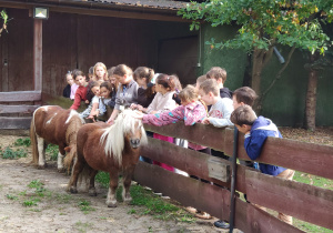 Uczniowie poznają kuce szetlandzkie