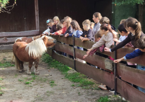 Uczniowie poznają kuce szetlandzkie