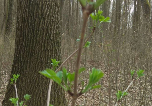 W lesie widać gałązkę drzewa, na której pojawiają się pierwsze liście.