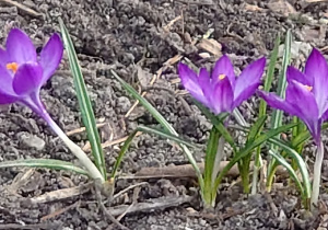 Na zdjęciu znajdują się trzy kwitnąco na fioletowo krokusy.