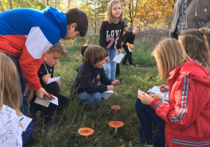 Pochylona grupa uczniów nad trzema znalezionymi, okazałymi, czerwonymi grzybami próbująca je opisać.