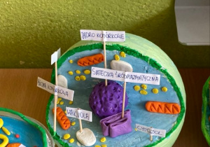 Modele komórki roślinnej, zwierzęcej wykonane przez uczniow z klas piątych