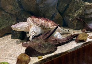 Akwaria morskie w Oceanarium
