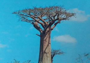 Baobab - długowieczne drzewo