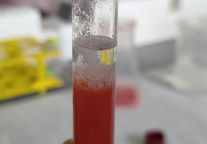 DNA truskawki