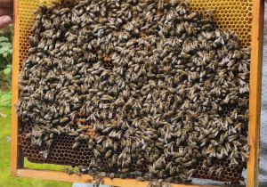 Plaster miodu z pszczołami