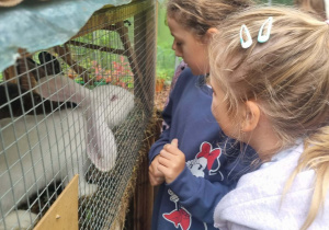 uczniowie oglądają minikrólikarnię