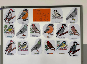 Pomagamy ptakom przetrwać zimę